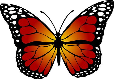 Illustration of a Butterfly